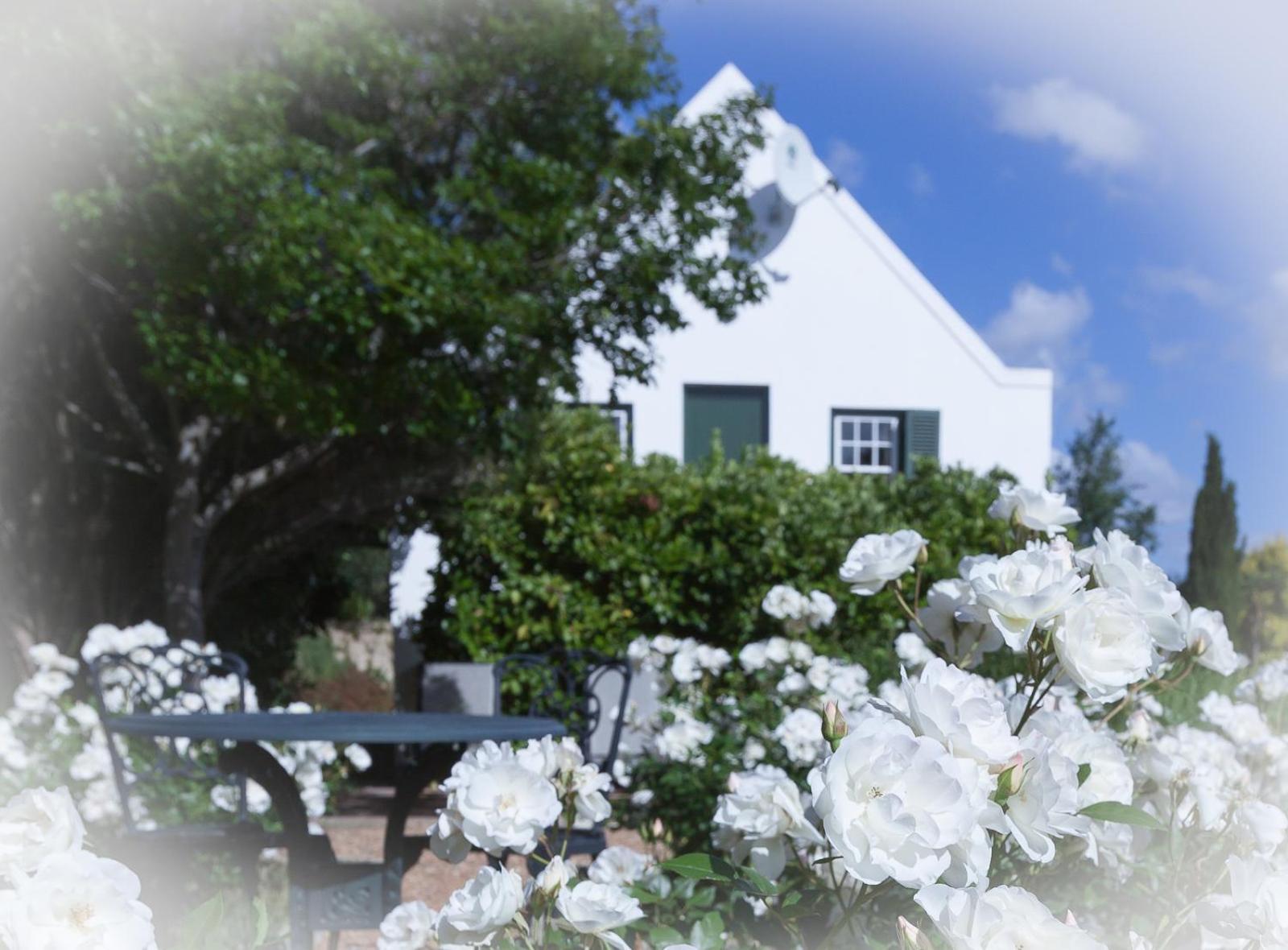 Sanddrif Stellenbosch Guest Farm Bagian luar foto